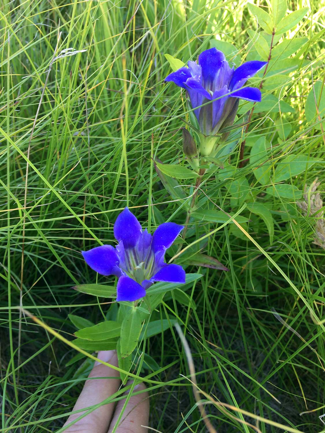 Downy Gentian – Gentiana puberulenta