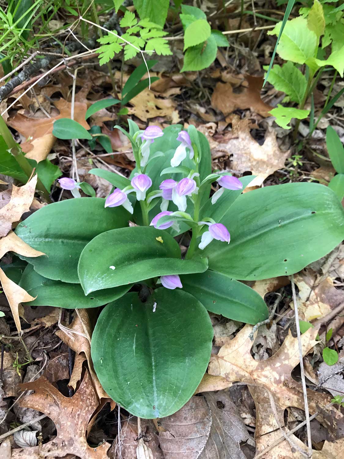 Showy Orchis – Galearis spectabilis