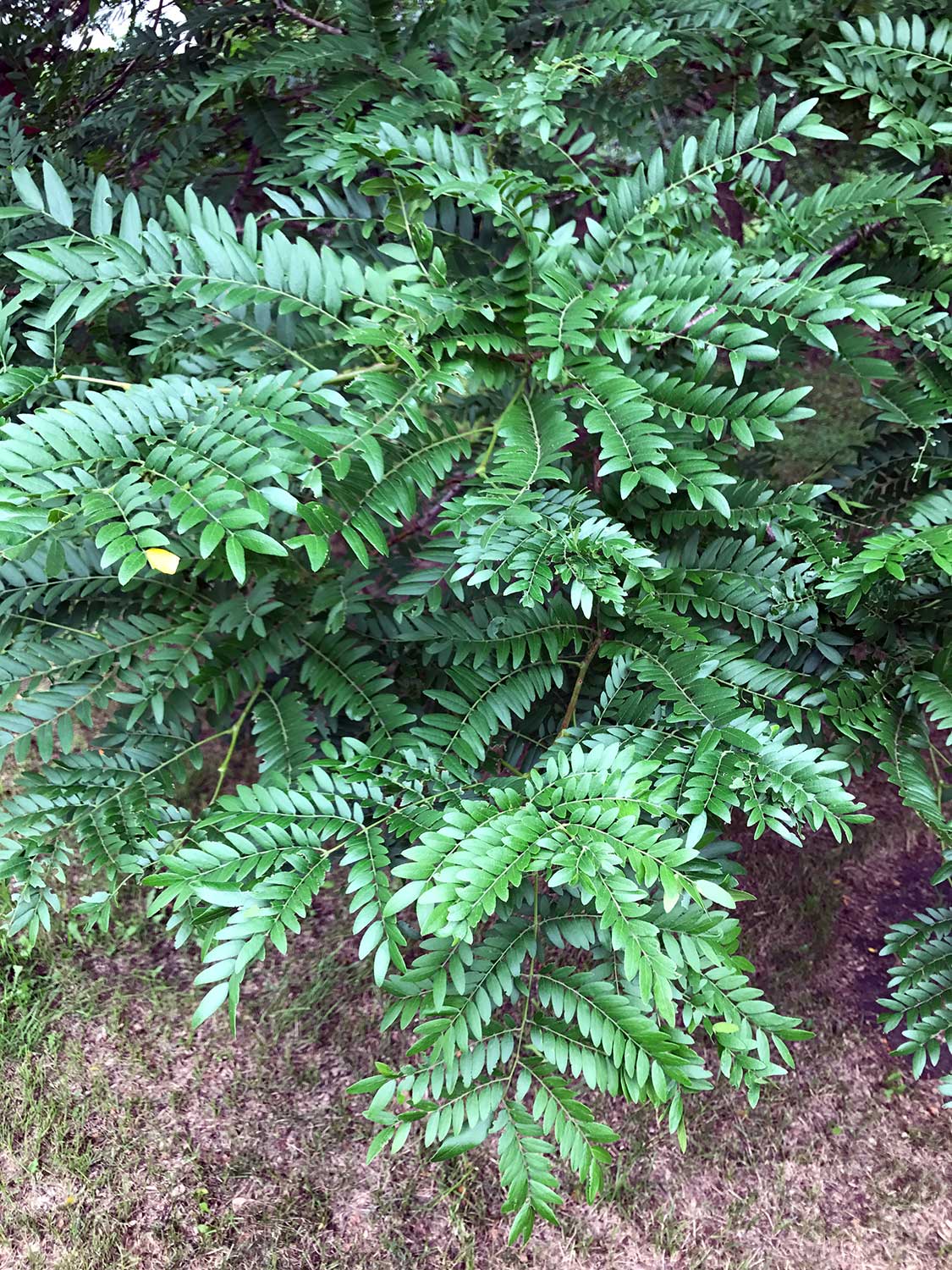 Skyline Honeylocust – Gleditsia triacanthos f. inermis