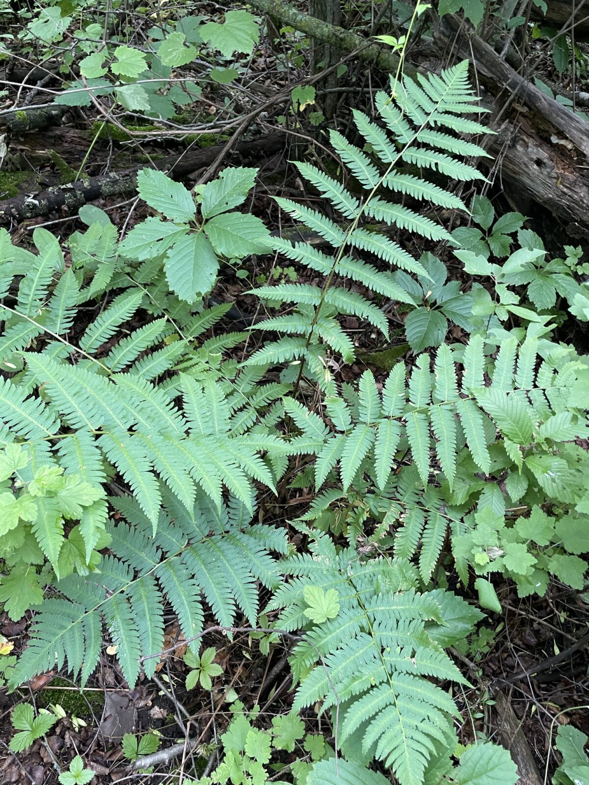 Goldie’s Fern – Dryopteris goldiana