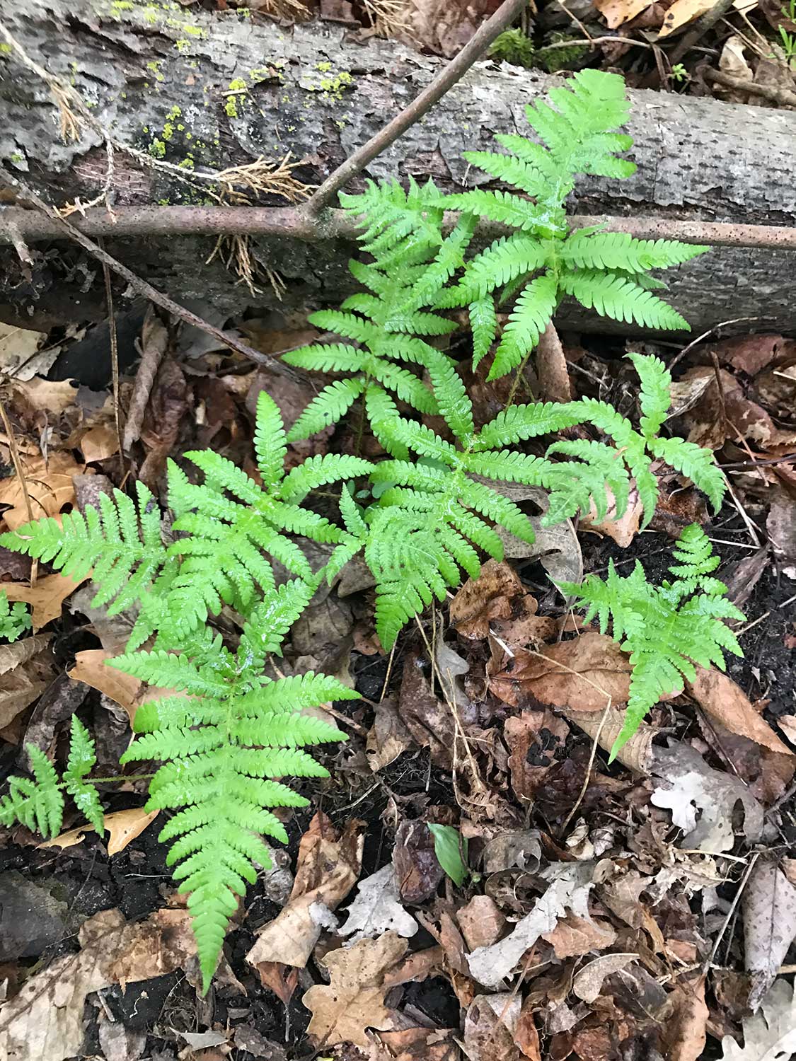 Narrow Beach Fern – Hegopteris hexagonoptera