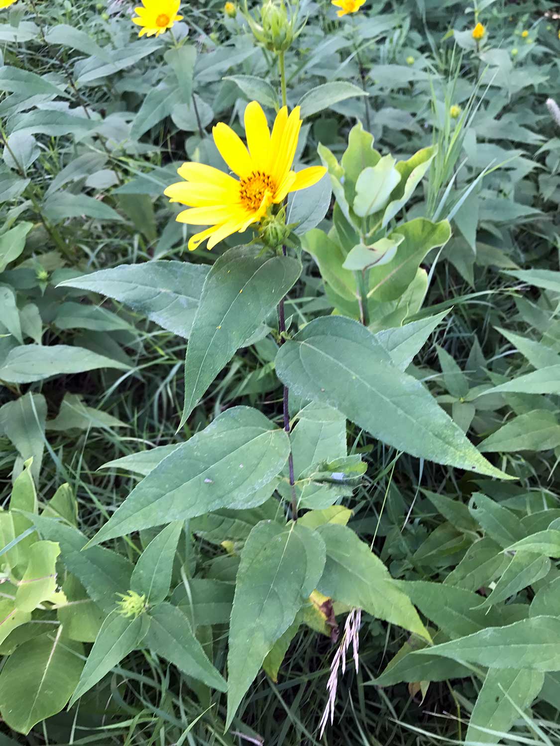 Woodland Sunflower – Helianthus strumosus