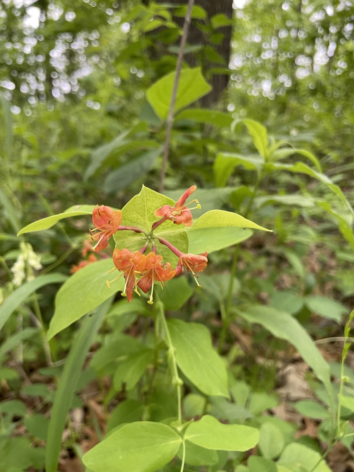 Wild Honeysuckle – Lonicera dioica