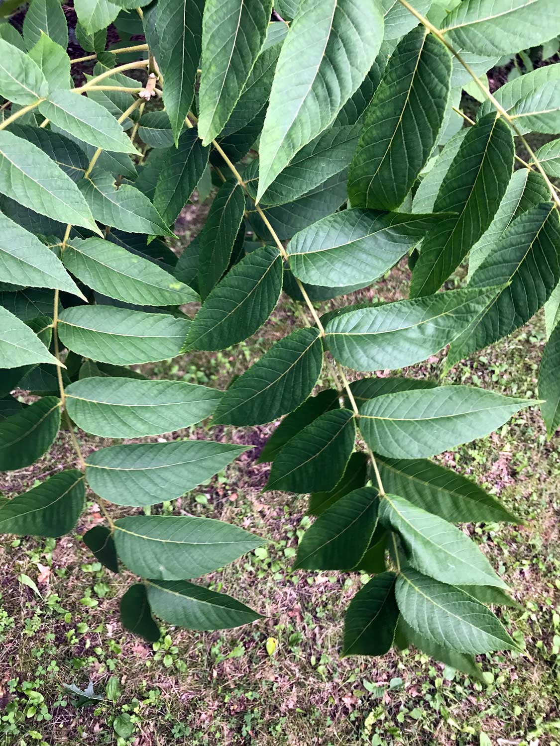 Butternut – Juglans cinerea