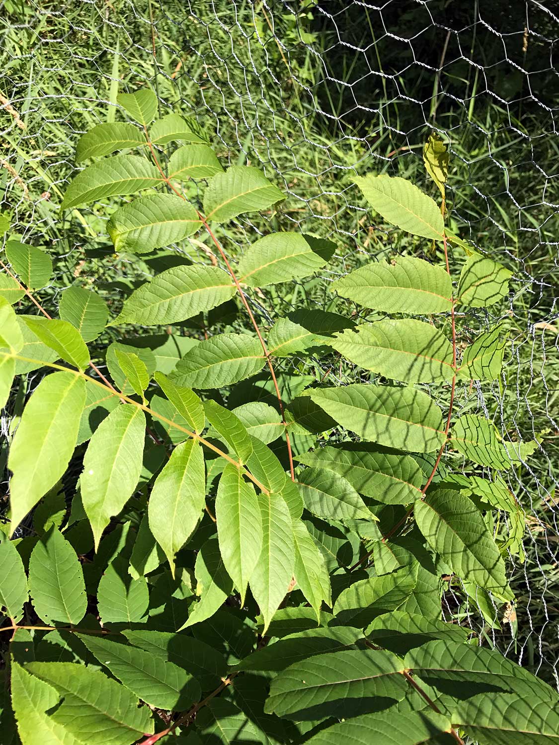 Black Walnut – Juglans nigra