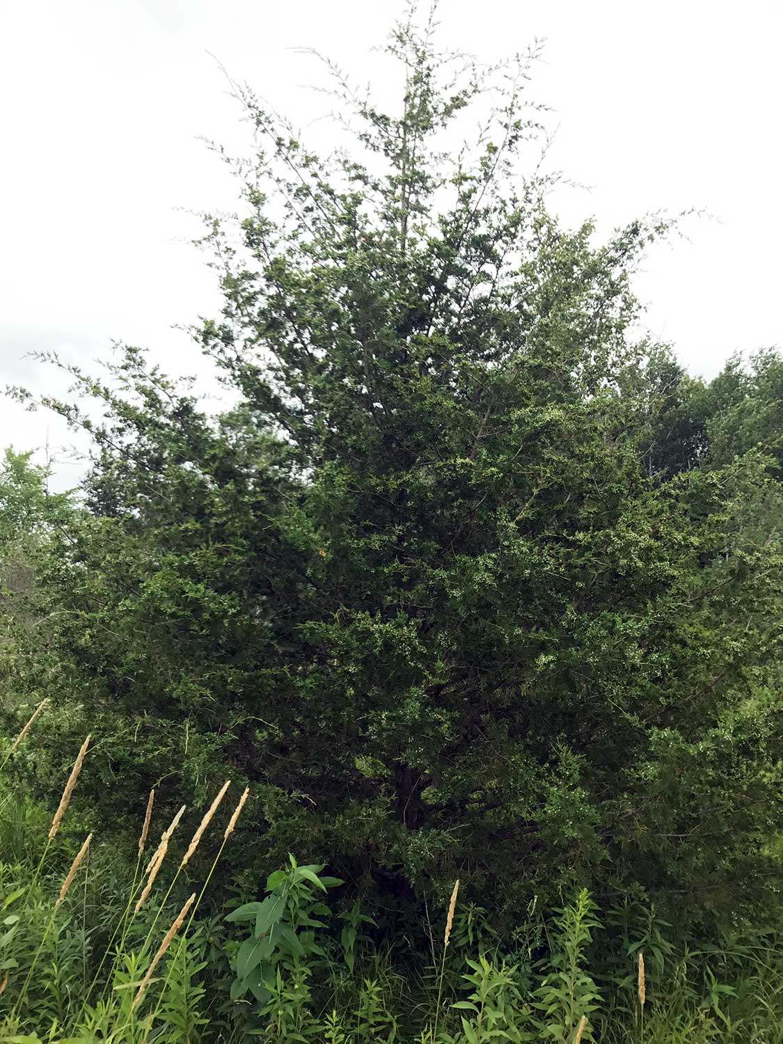 Eastern Red Cedar – Juniperus virginiana