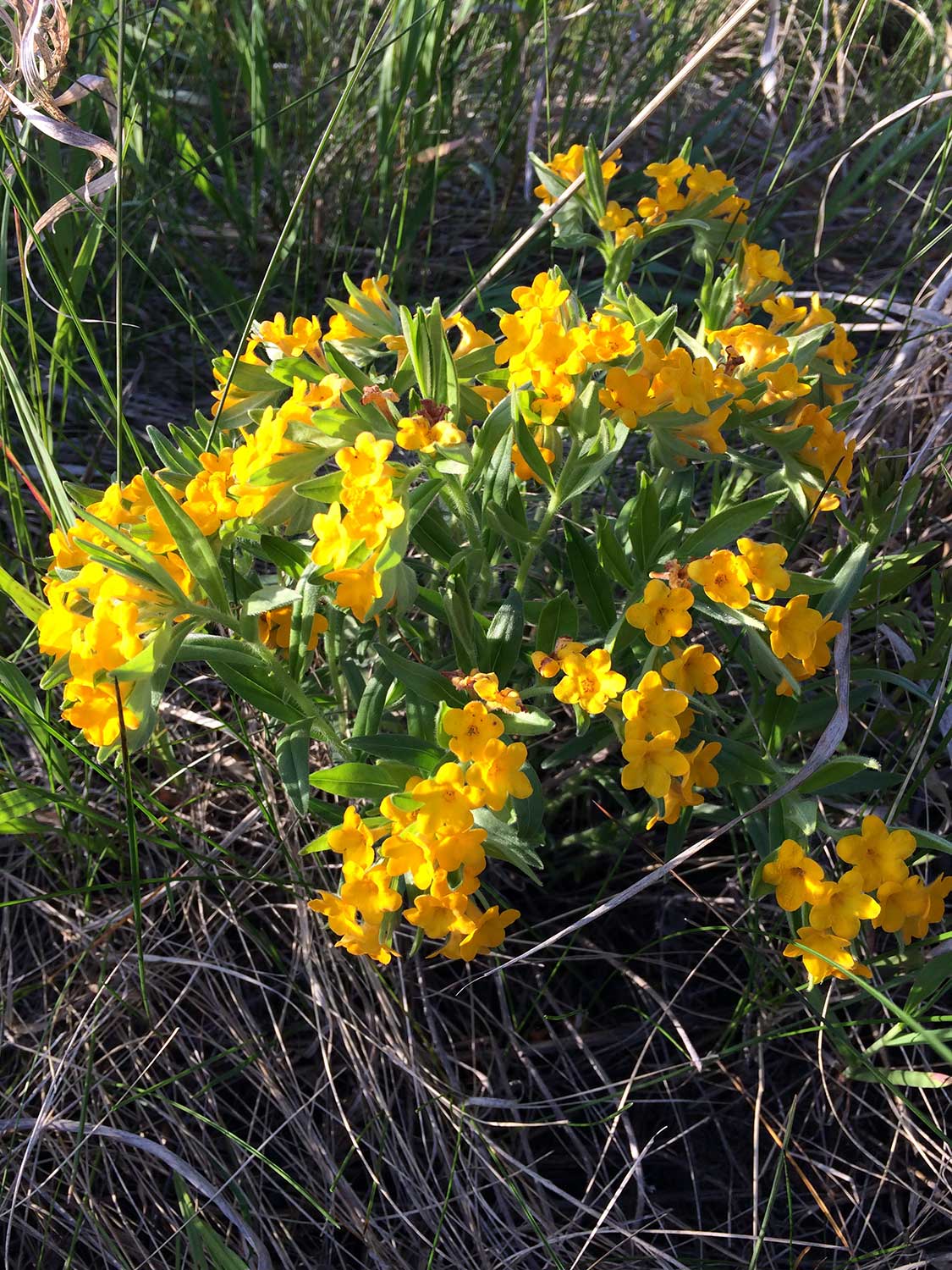 Hoary Puccoon – Lithospermum canescens