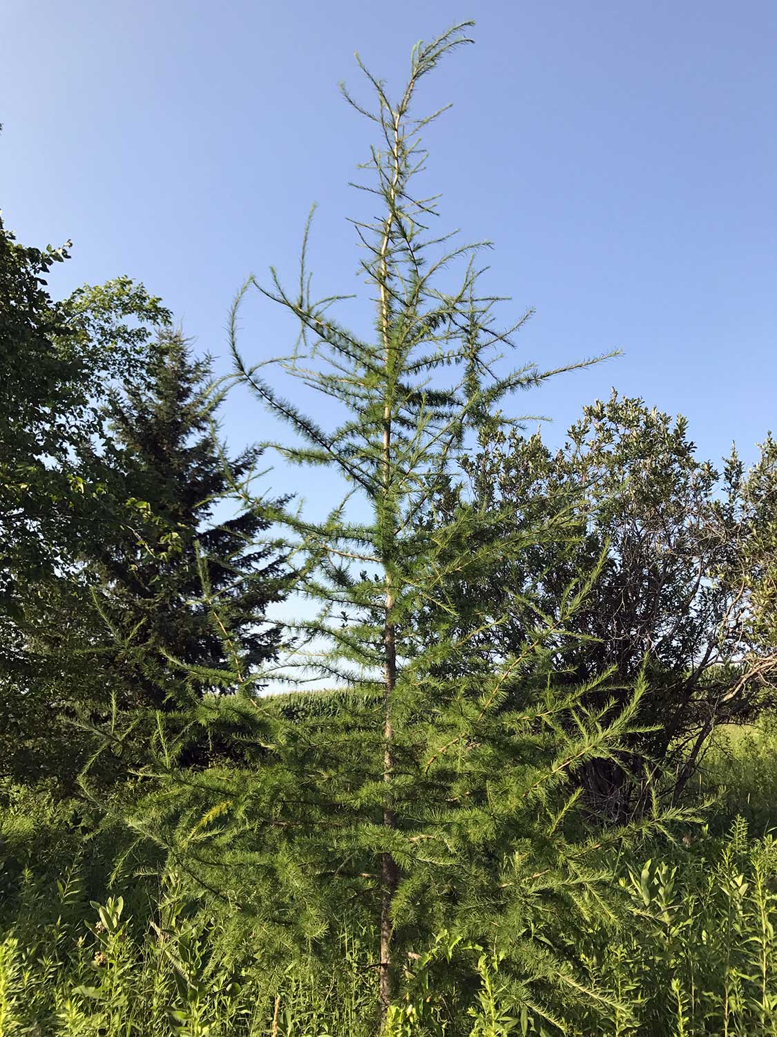 Eastern Larch – Larix laricina