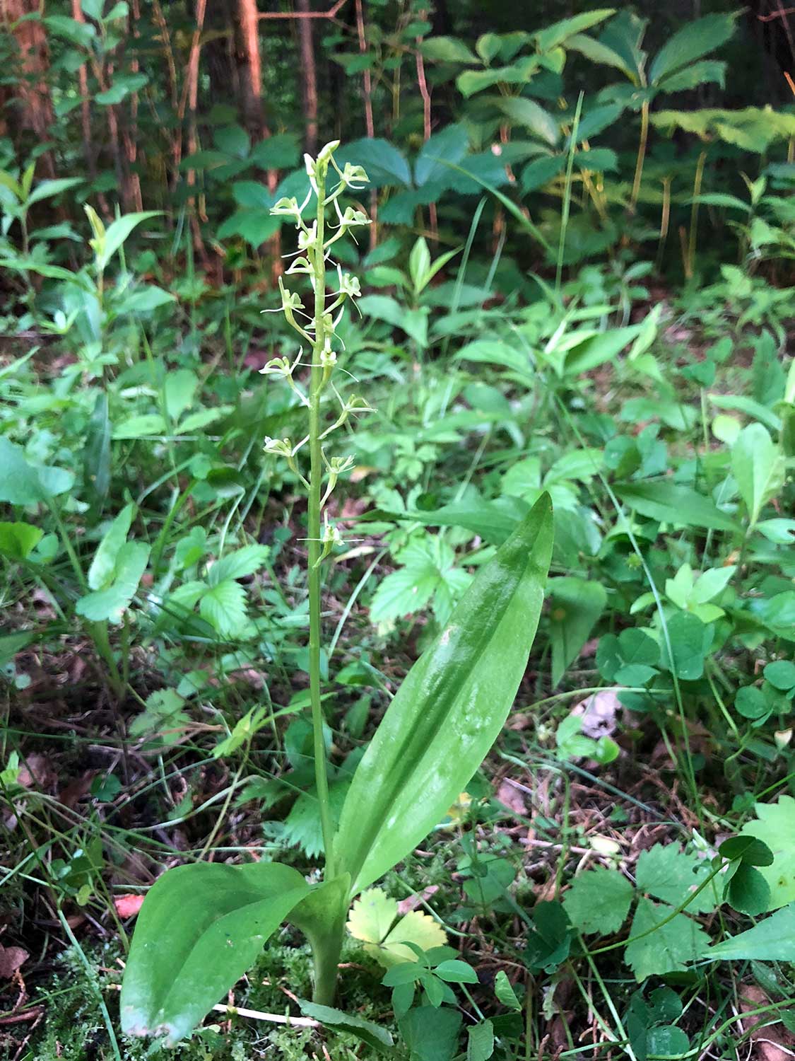 Loesel’s Twayblade – Liparis loeselii