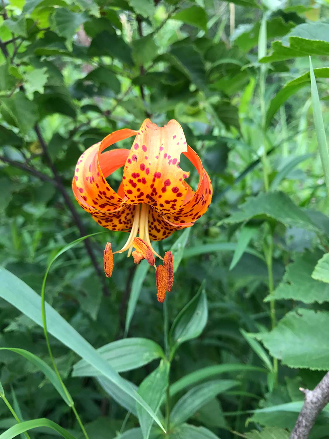 Michigan LIly – Lilium michiganense