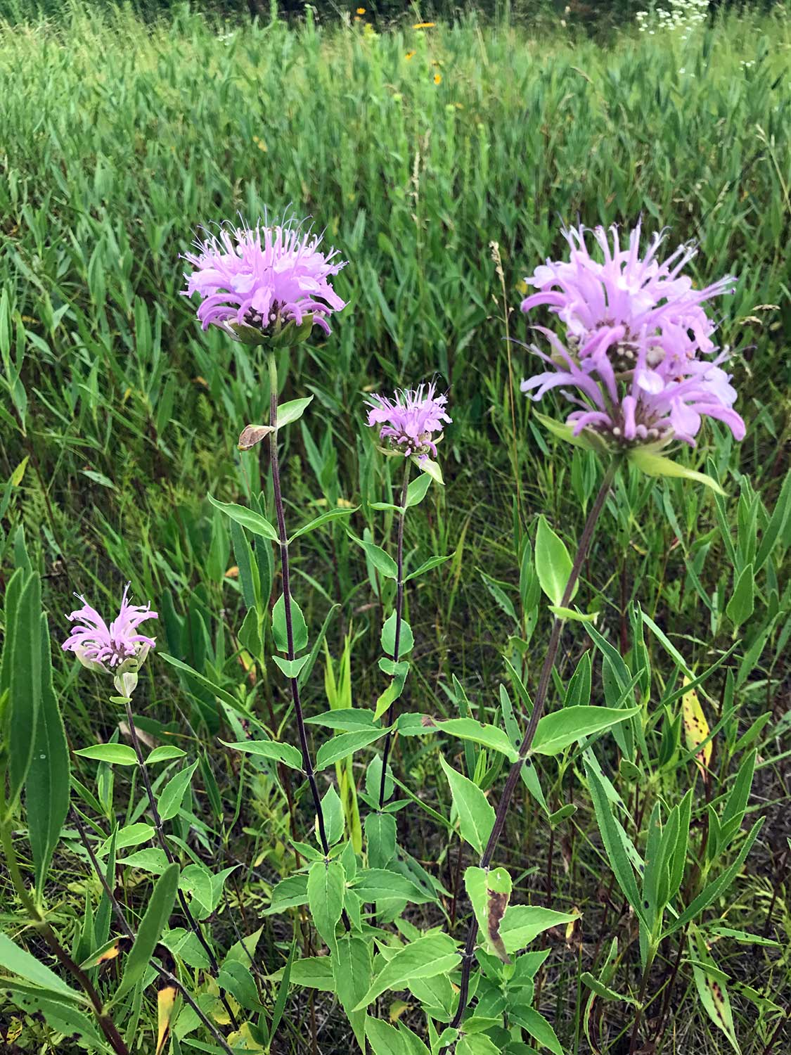 Wild Bergamot – Monarda fistulosa