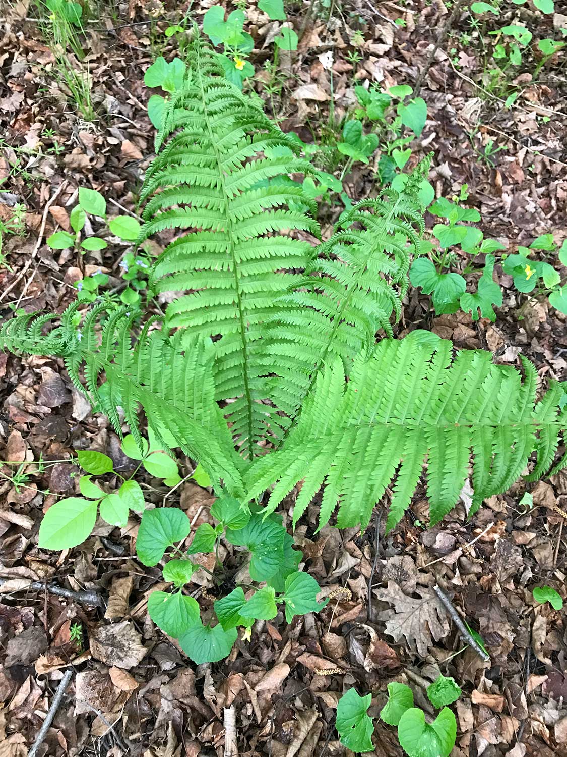 Ostrich Plume Fern – Matteuccia struthiopteris