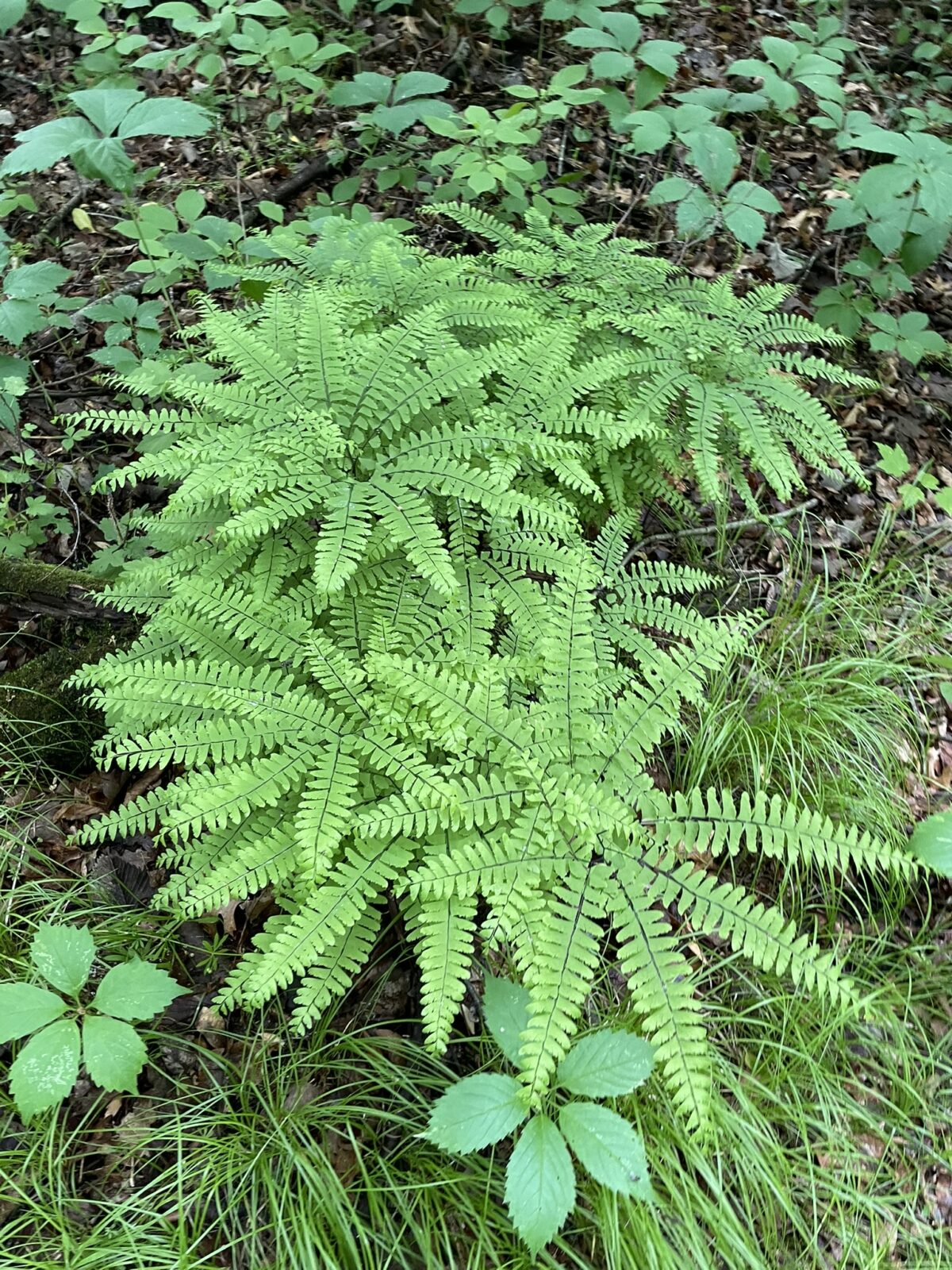 Maidenhair Fern – Adiantum pedatum