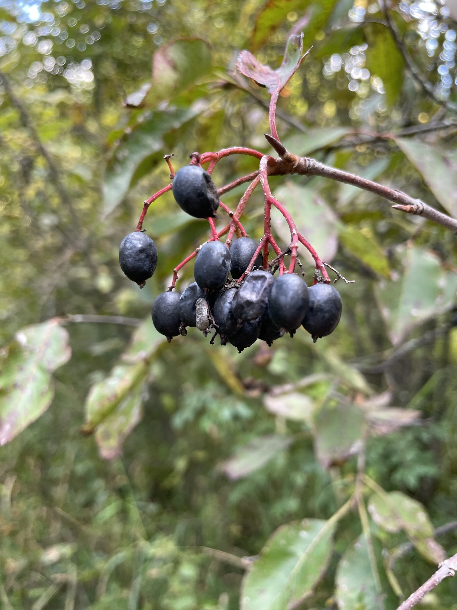 Nannyberry – Viburnum lentago