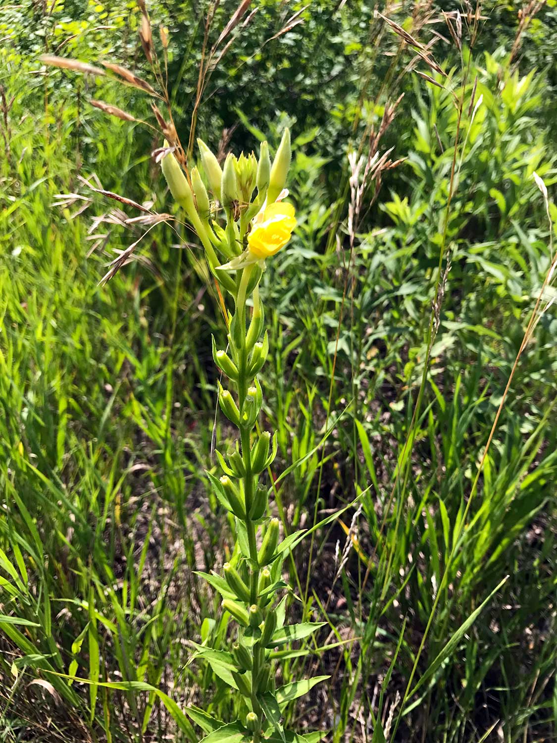 Common Evening Primrose – Oenothera biennis