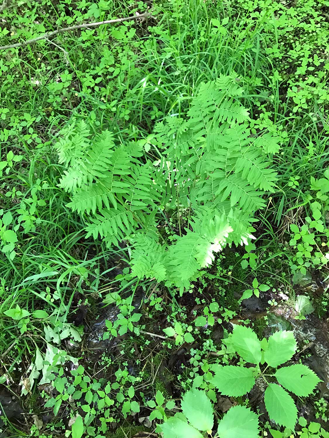 Royal Fern – Osmunda regalis