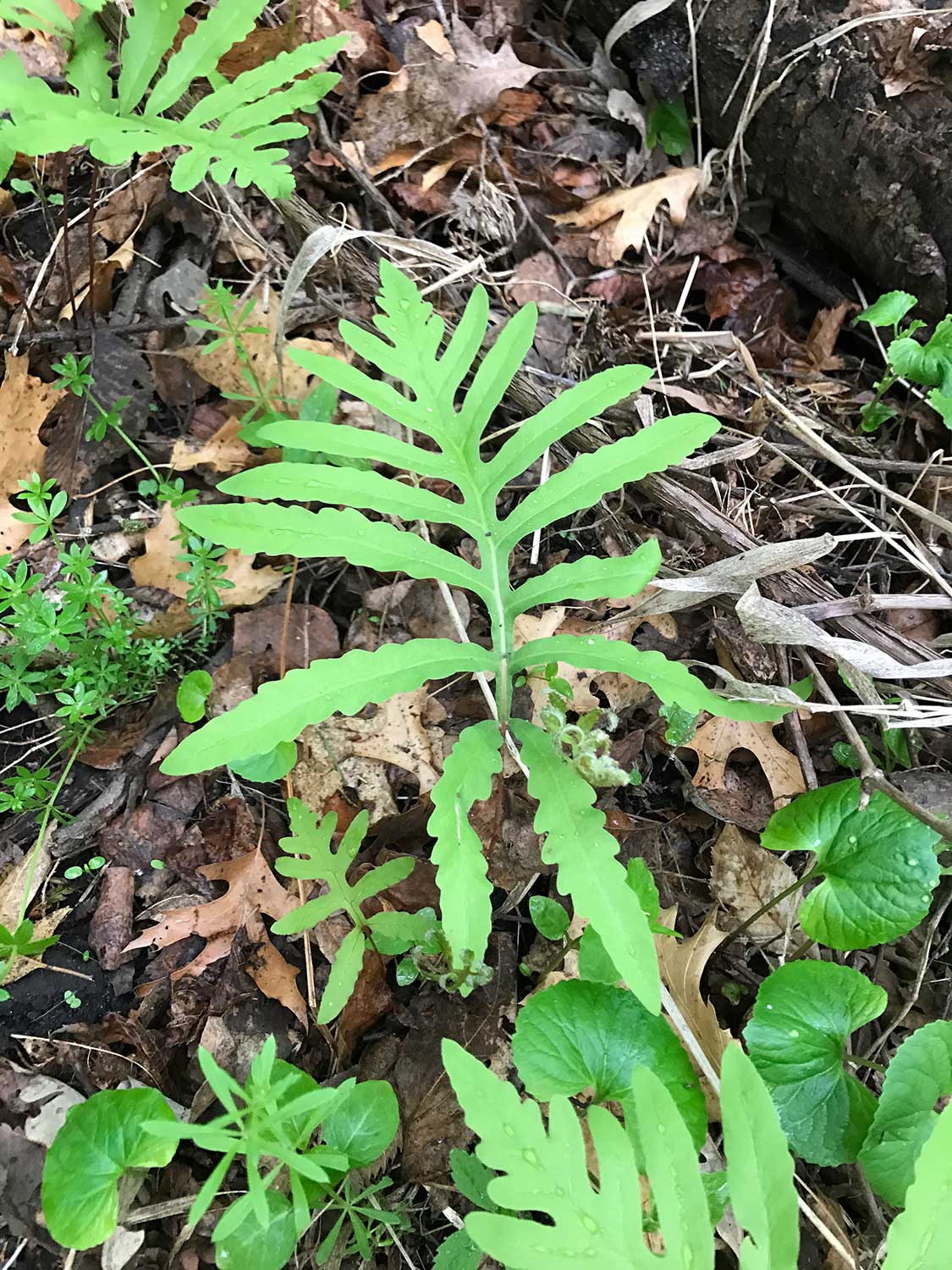 Sensitive Fern – Onoclea sensibilis