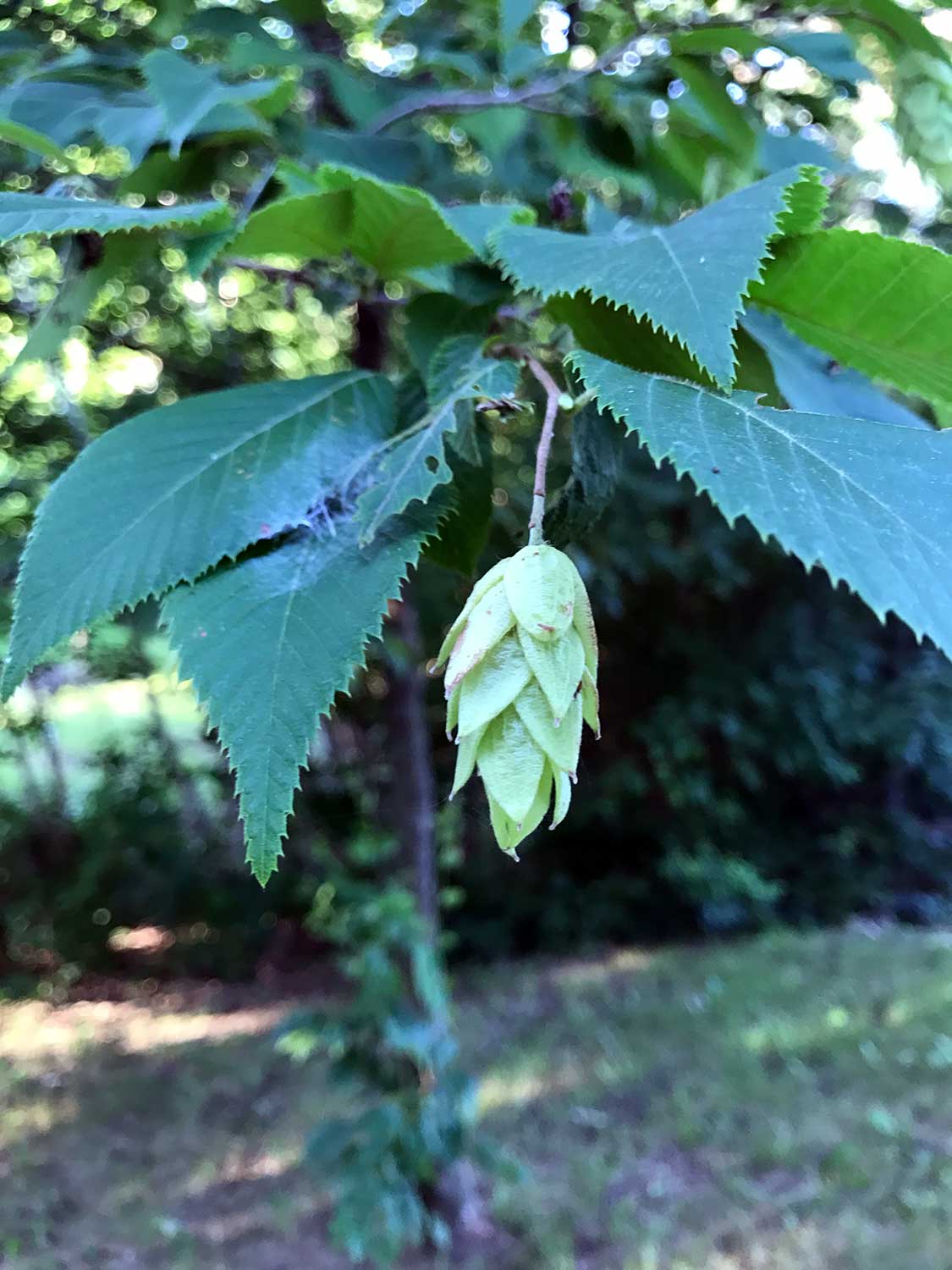 Ironwood – Ostrya virginiana