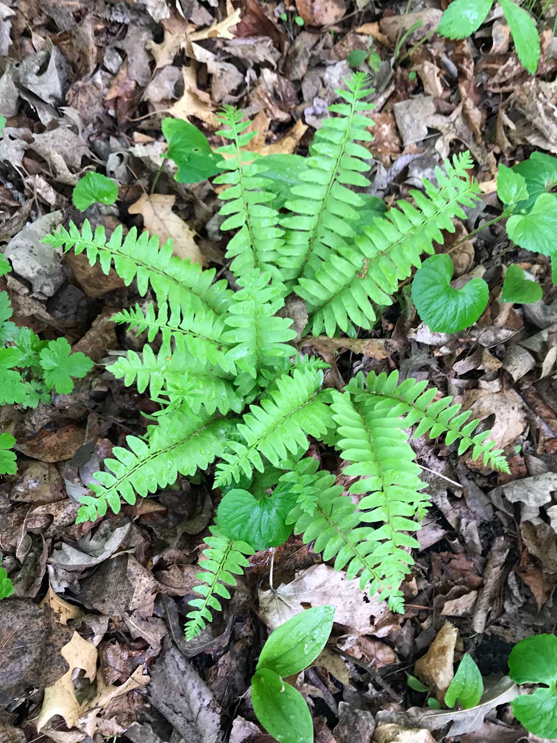 Christmas Fern – Polystichum acrostichoides