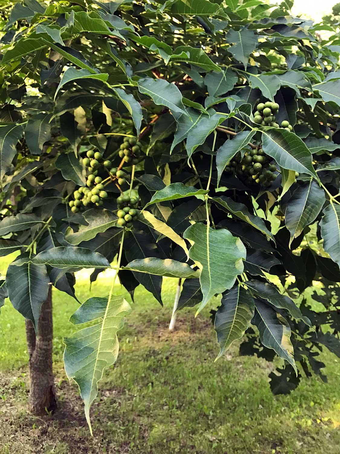 Chinese Cork Tree –  Phellodendron amurense