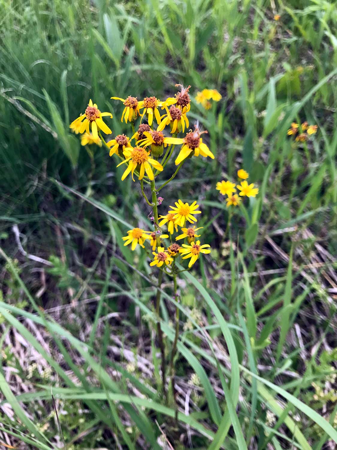 Golden Ragwort – Packera aurea