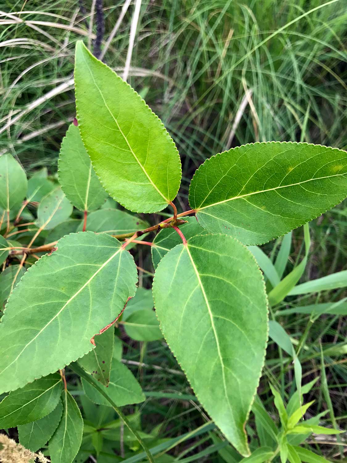 Balm of Gilead Poplar – Populus balsamifera