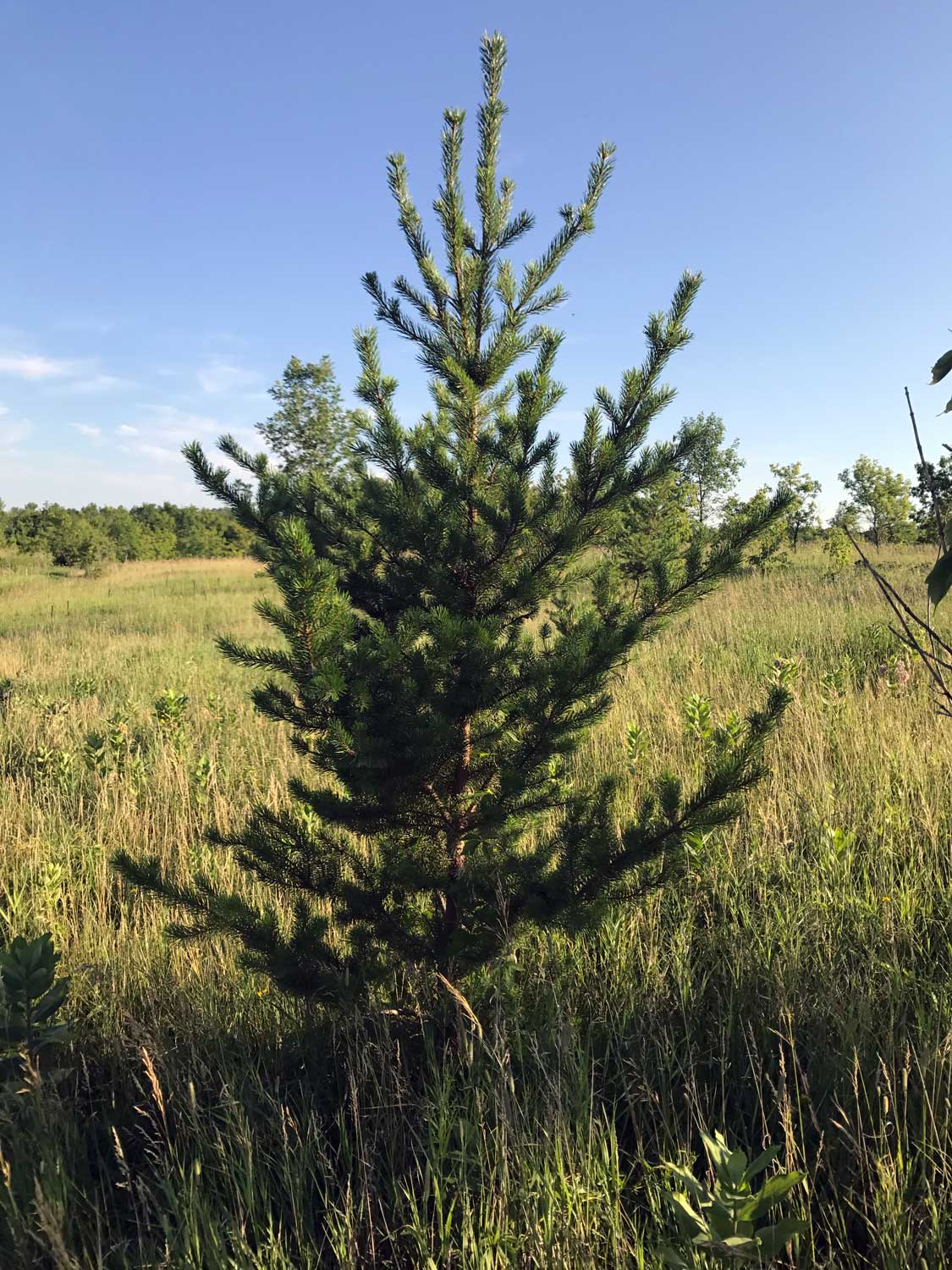 Jack Pine – Pinus banksiana