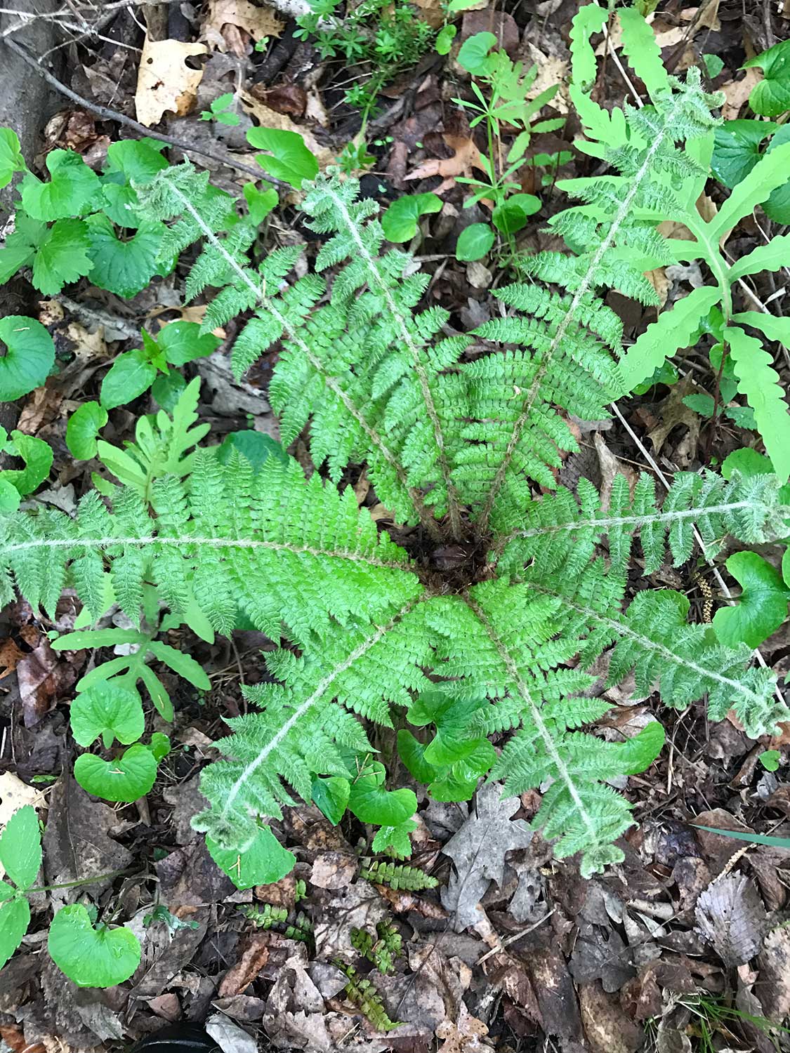 Braun’s Holly Fern – Polystichum braunii