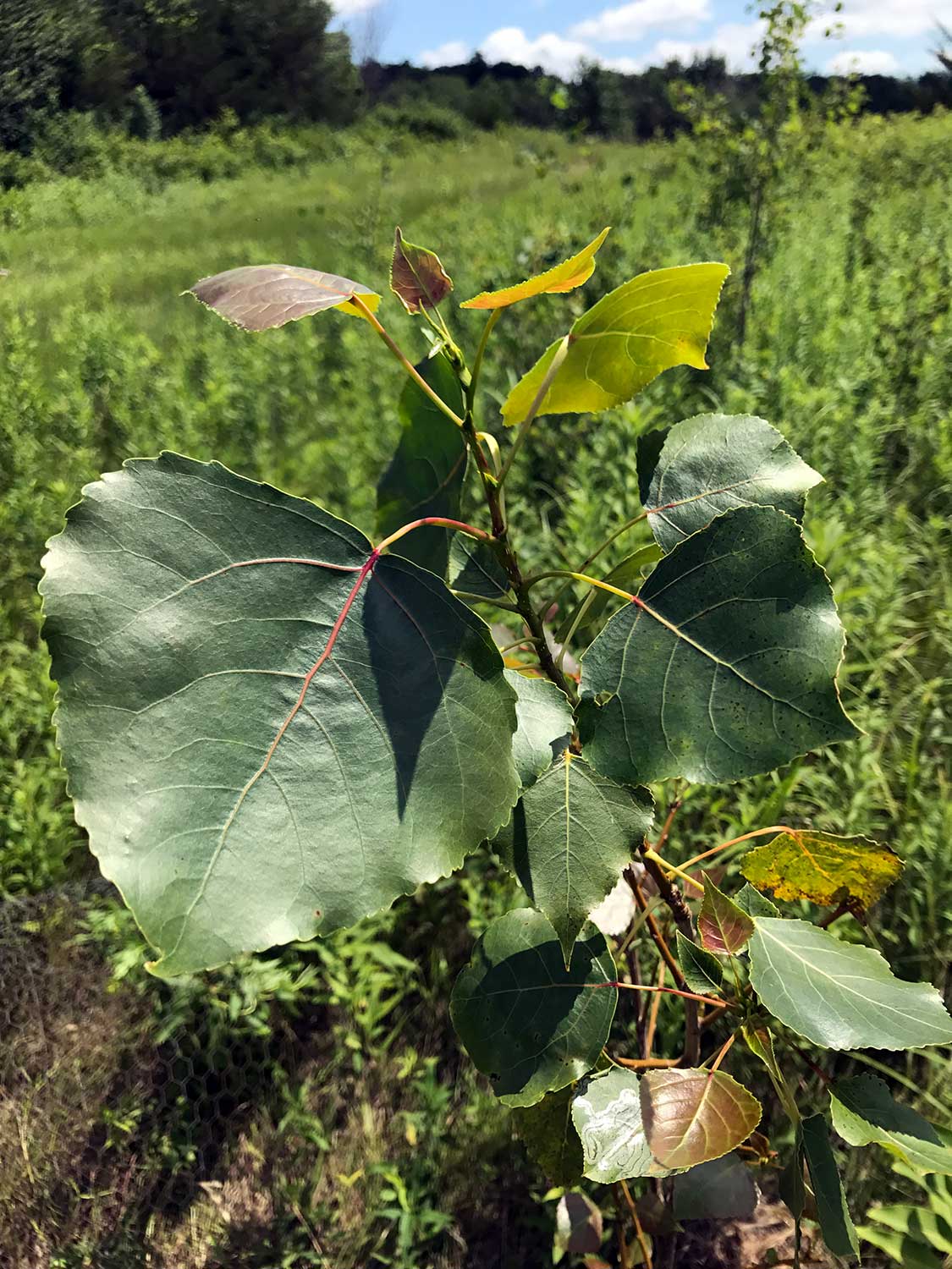 Eastern Cottonwood – Populus deltoides