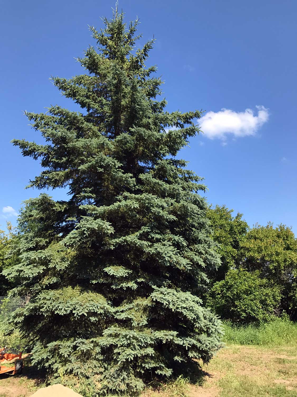 White Spruce – Picea glauca