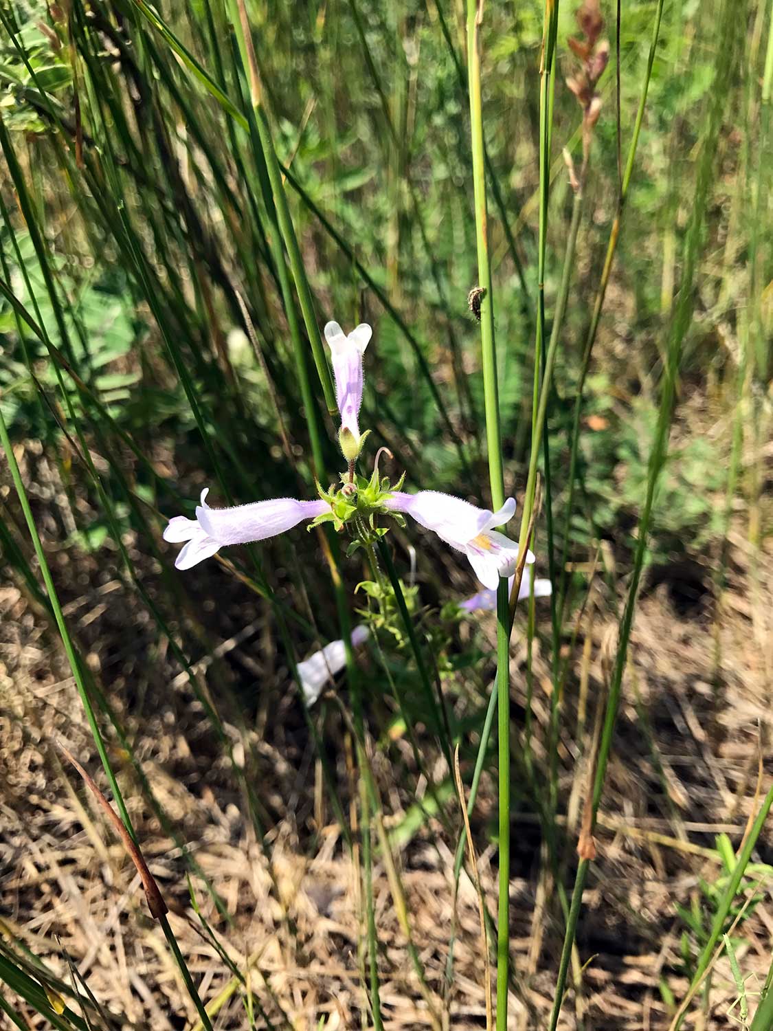 Slender Beardtongue – Penstemon gracilis