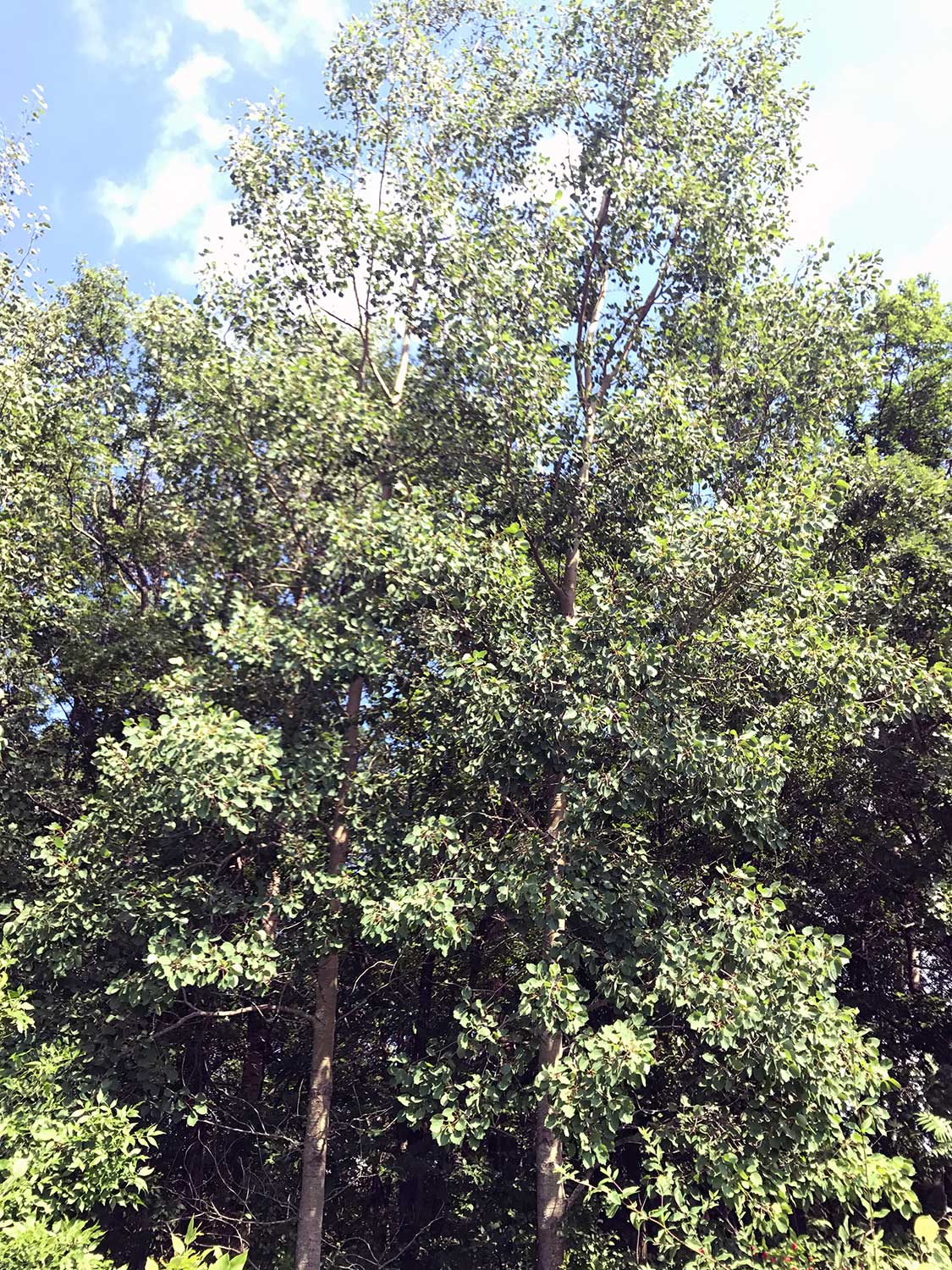 Sawtooth Aspen – Populus grandidentata