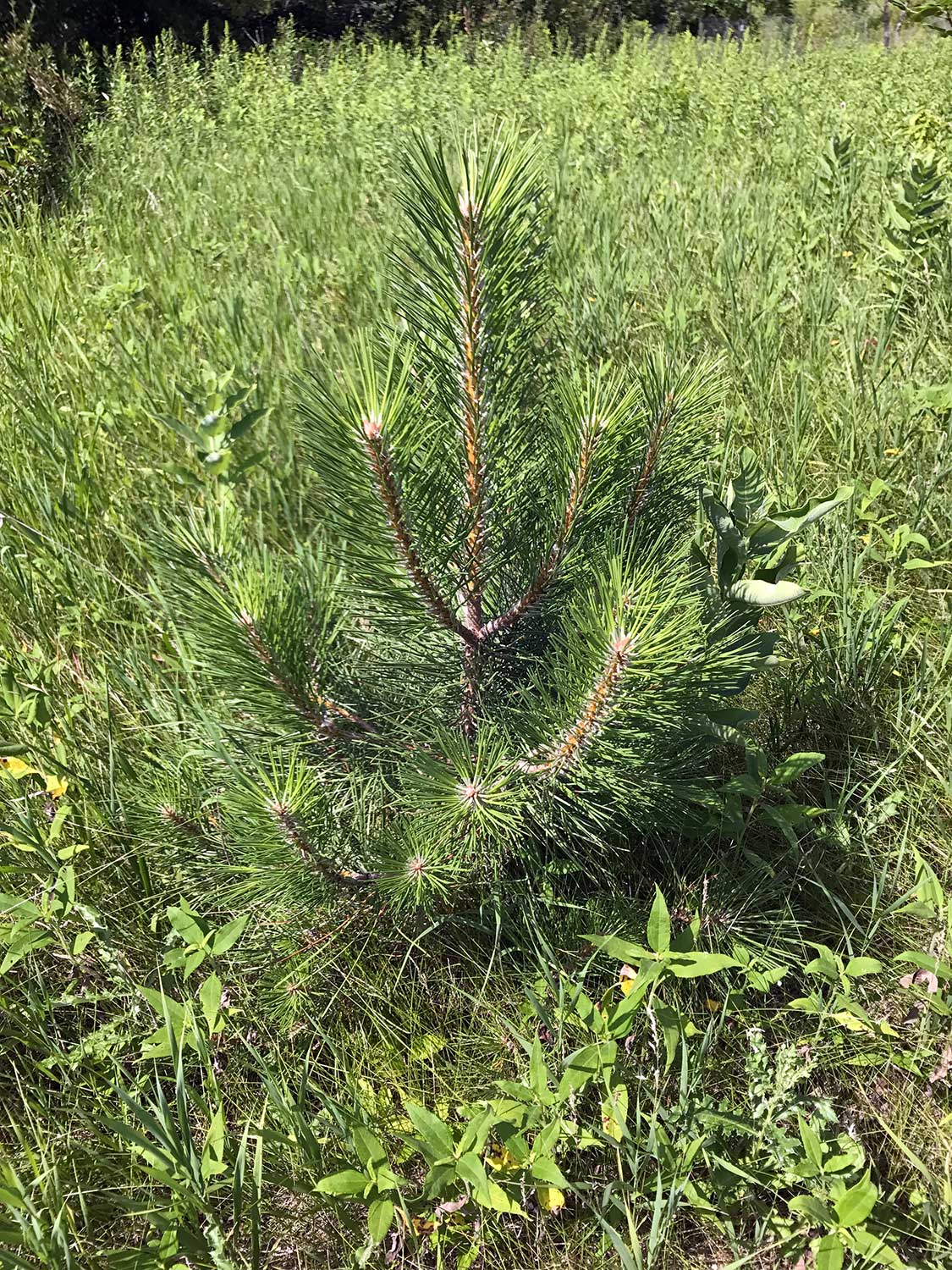 Austrian Pine – Pinus nigra