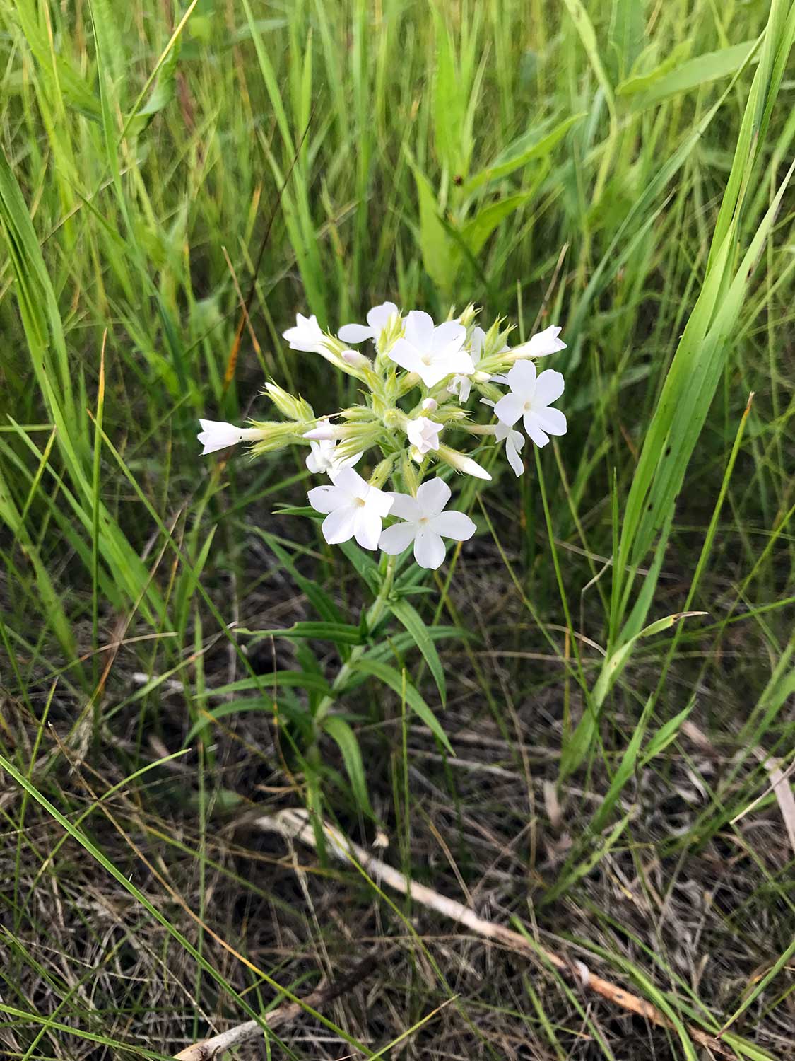 Prairie Phlox – Phlox pilosa