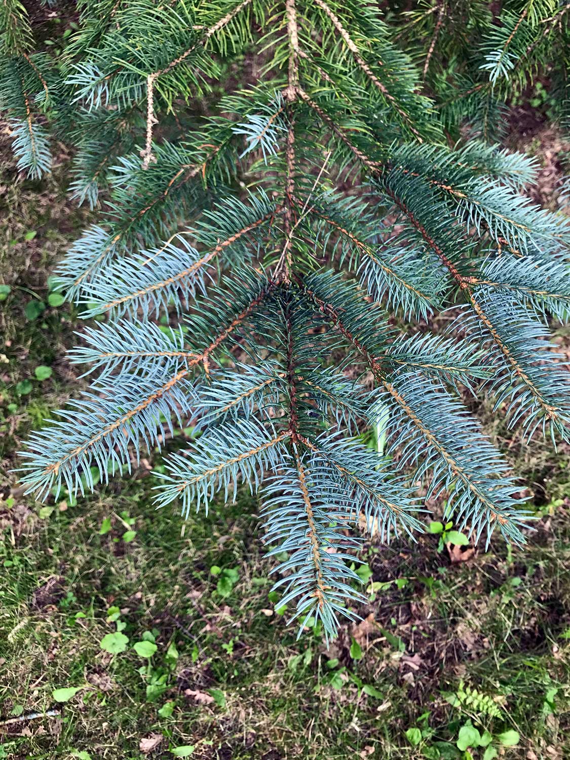 Blue Spruce – Picea pungens