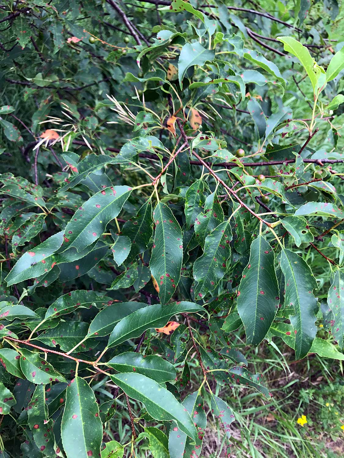 Black Cherry – Prunus serotina