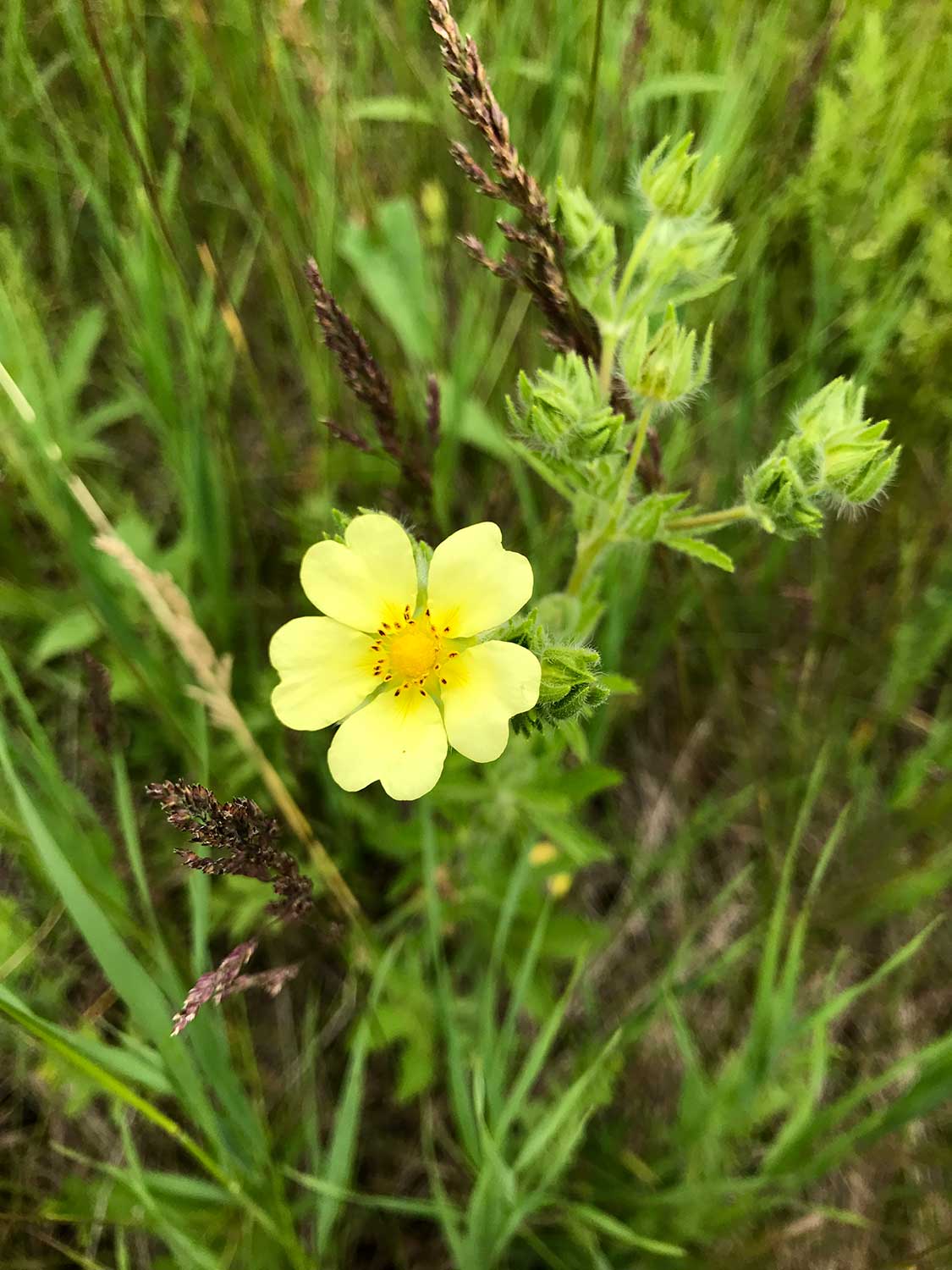 Common Cinquefoil – Potentilla simplex