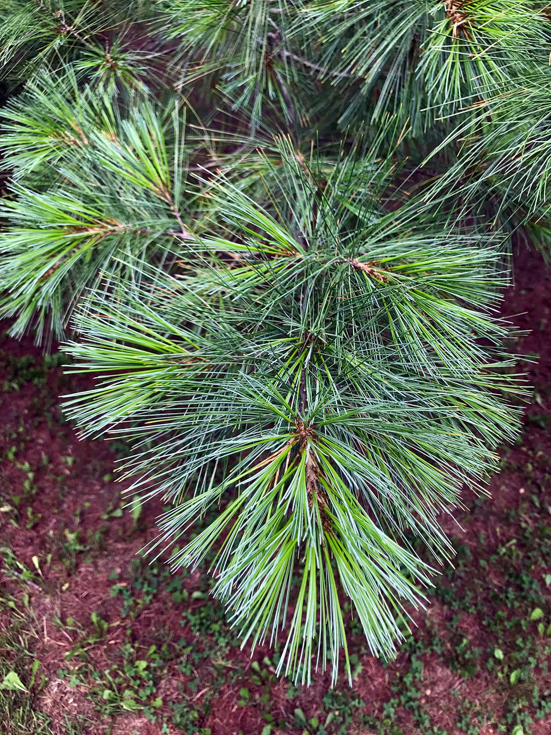 Eastern White Pine – Pinus strobus