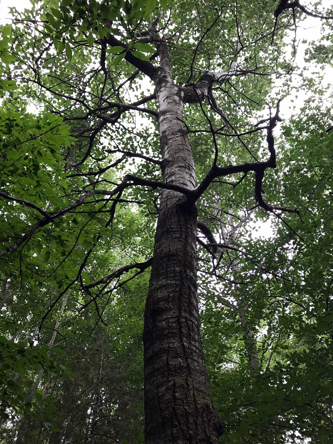 Quaking Aspen – Populus tremuloides