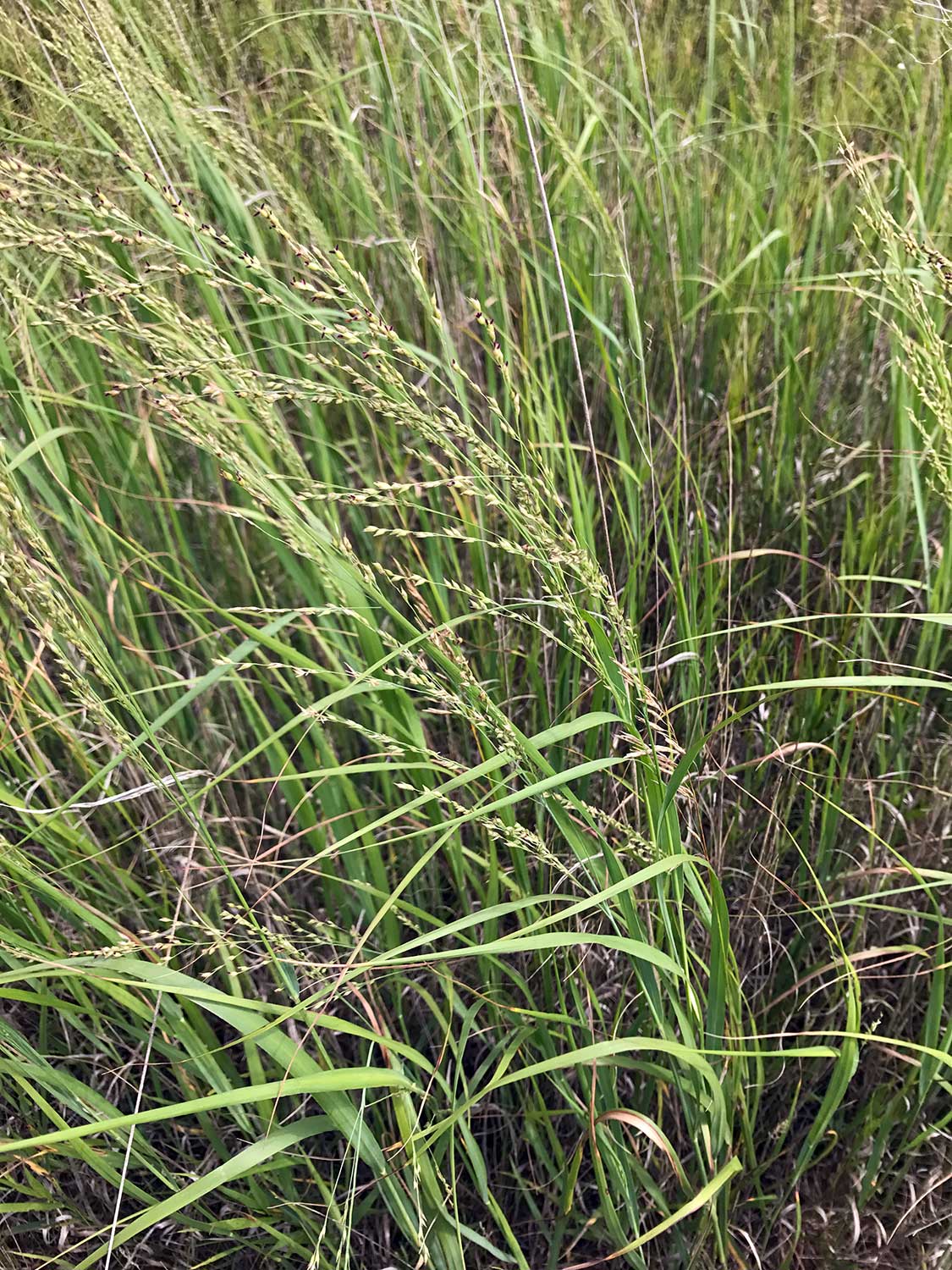 Switchgrass – Panicum virgatum