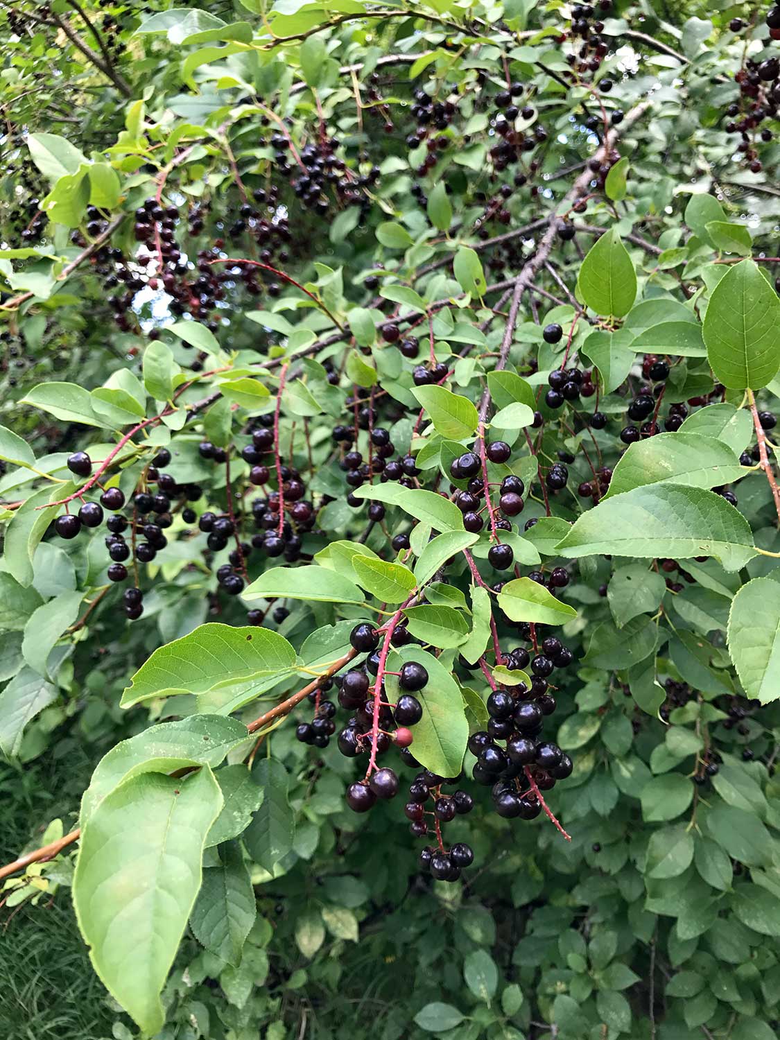 Common Chokecherry – Prunus virginiana