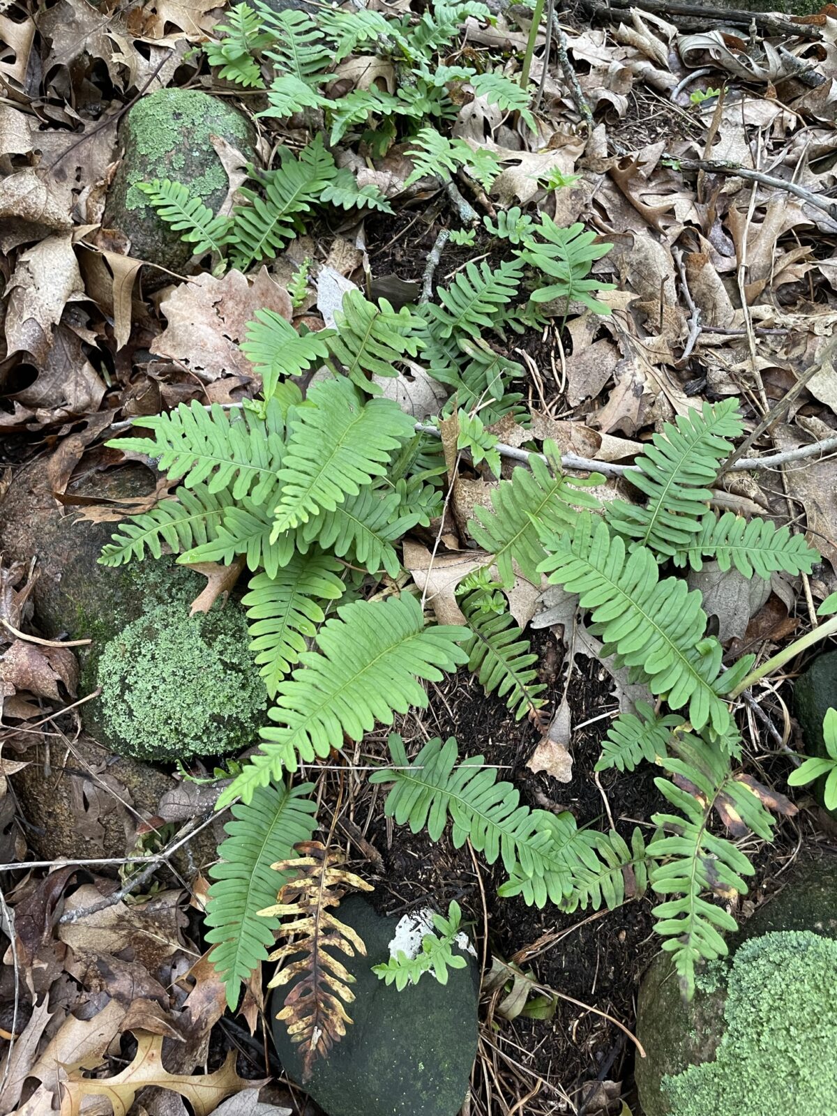 Common Polypody – Polypodium virginianum