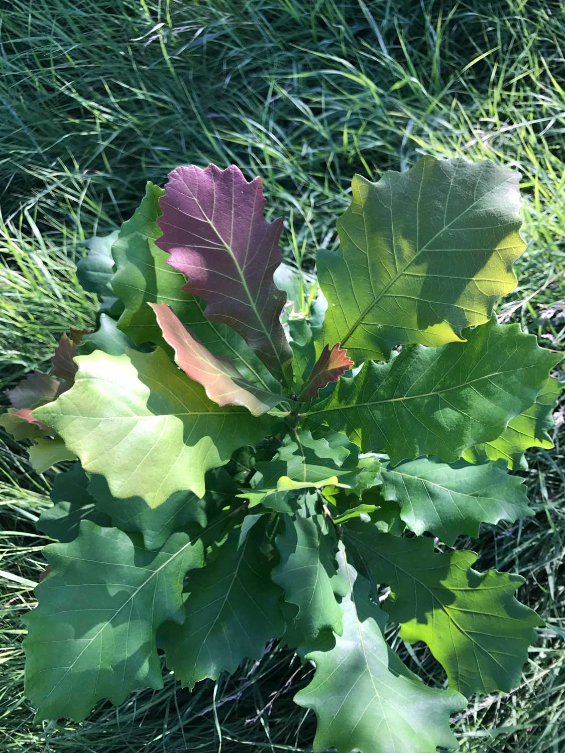 Swamp White Oak – Quercus bicolor