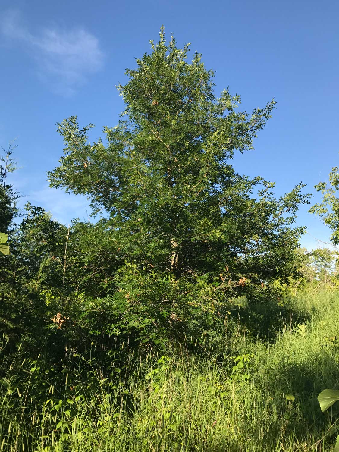 Northern Pin Oak – Quercus ellipsoidalis