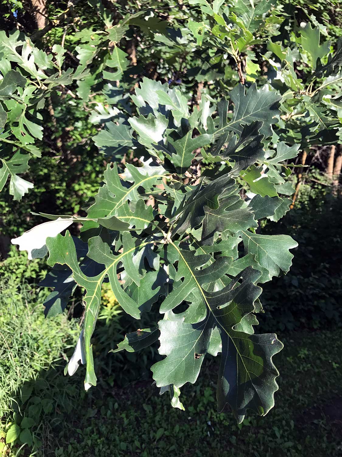 Bur Oak – Quercus macrocarpa