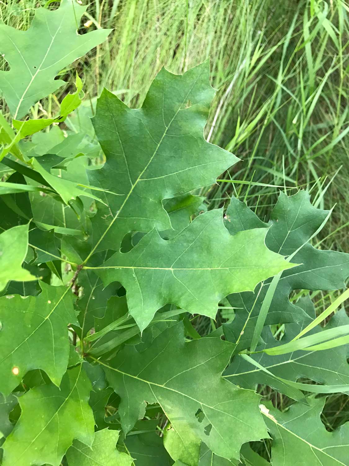 Northern Red Oak – Quercus rubra