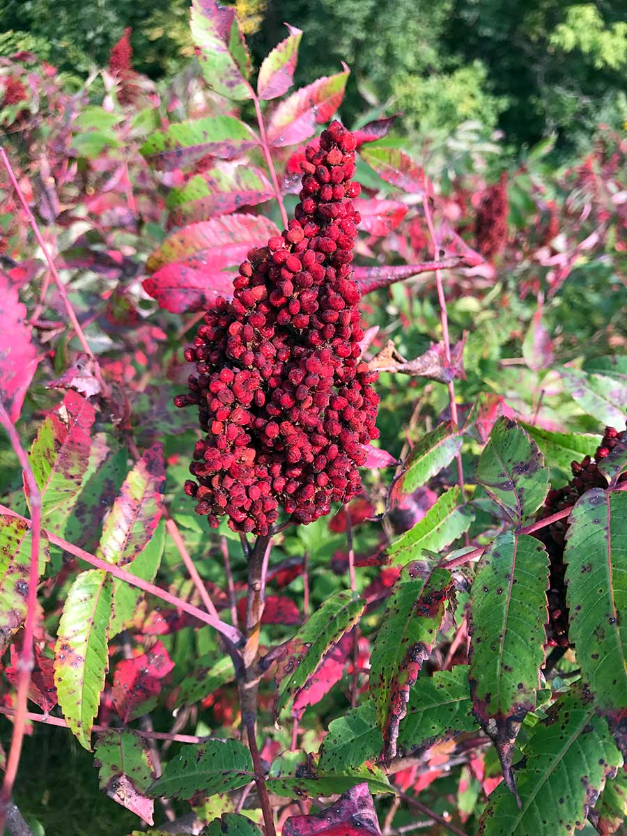 Smooth Sumac – Rhus glabra