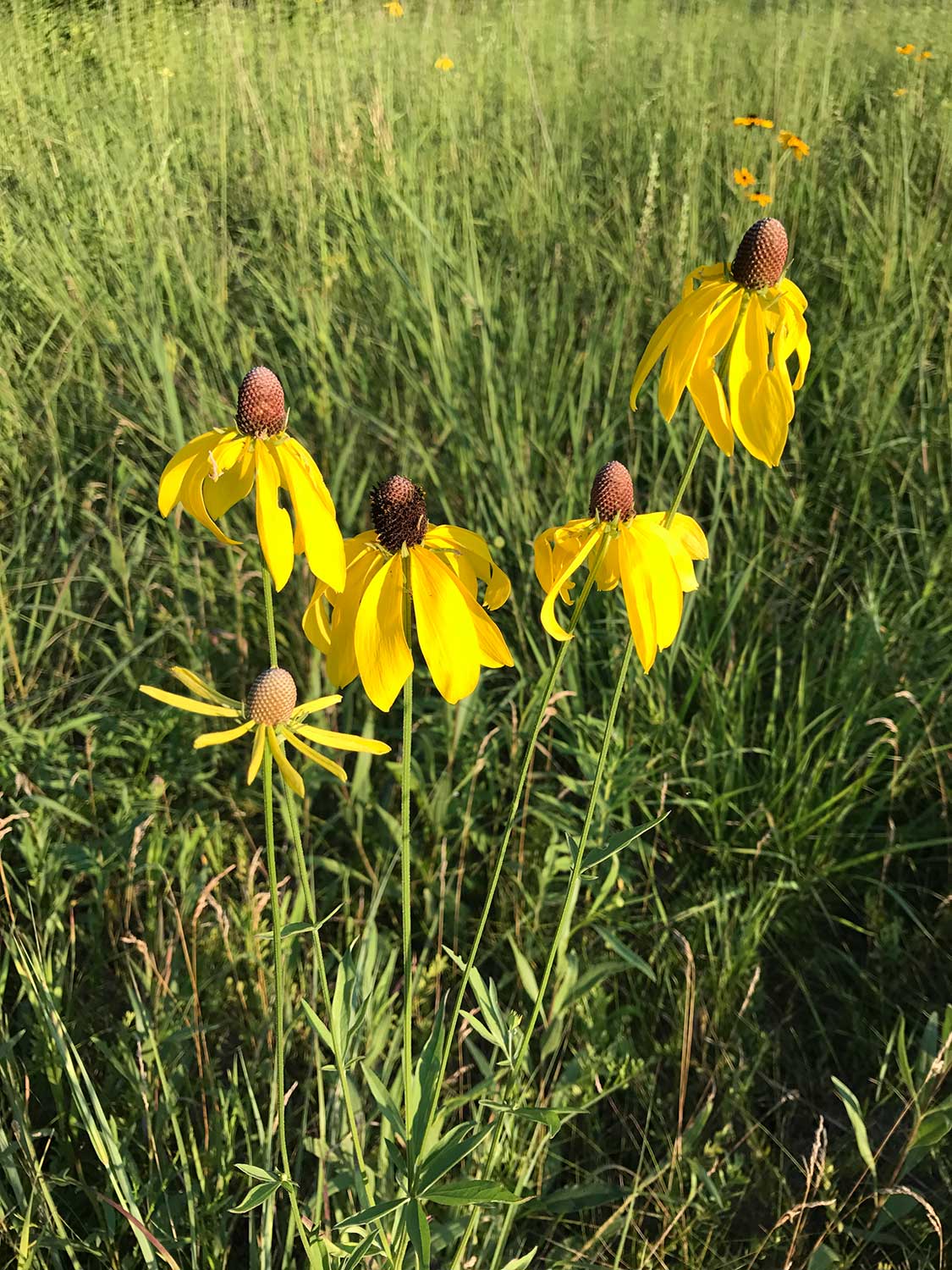 Grey-Headed Coneflower – Ratibida pinnata