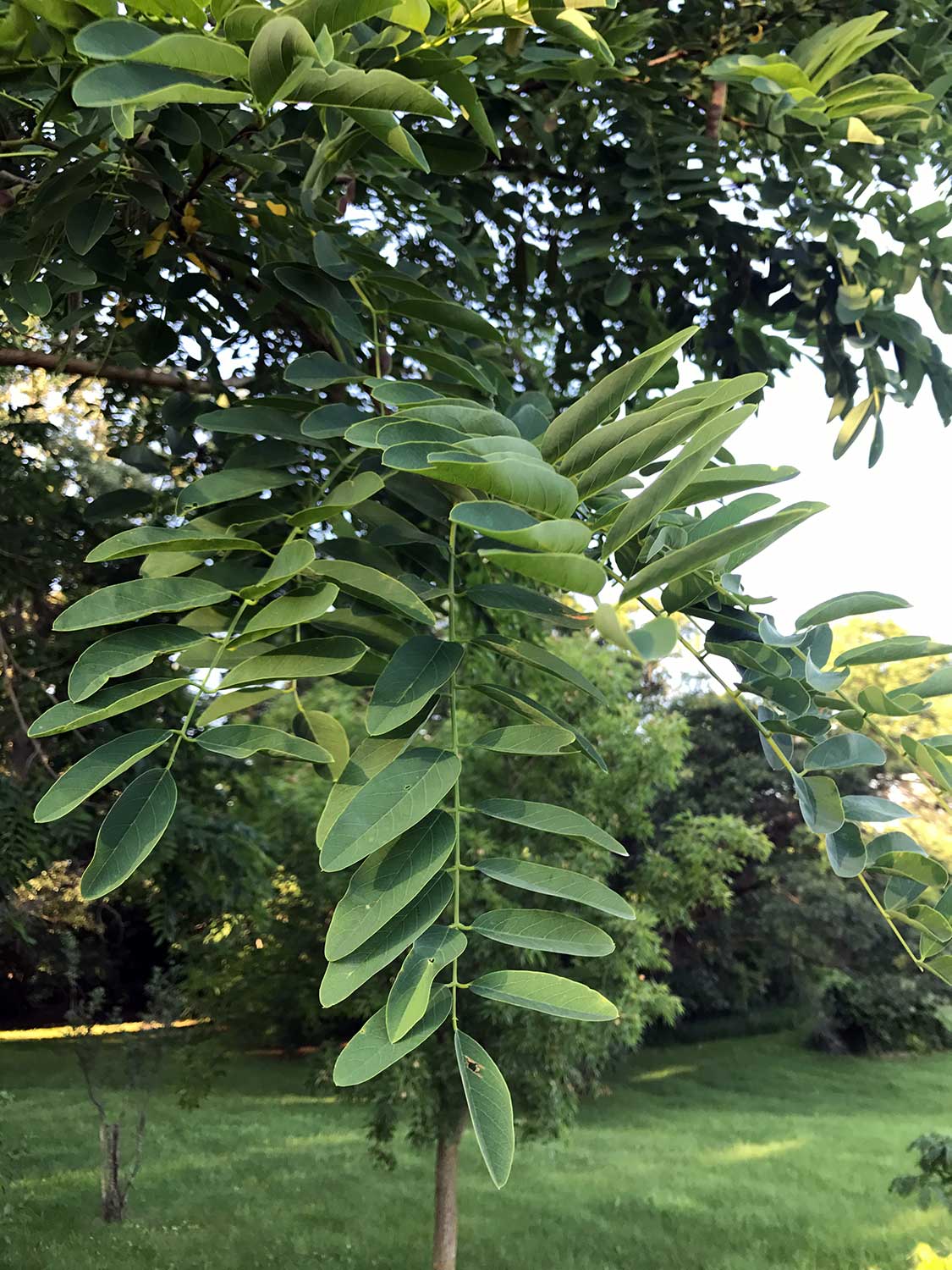 Black Locust – Robinia pseudoacacia