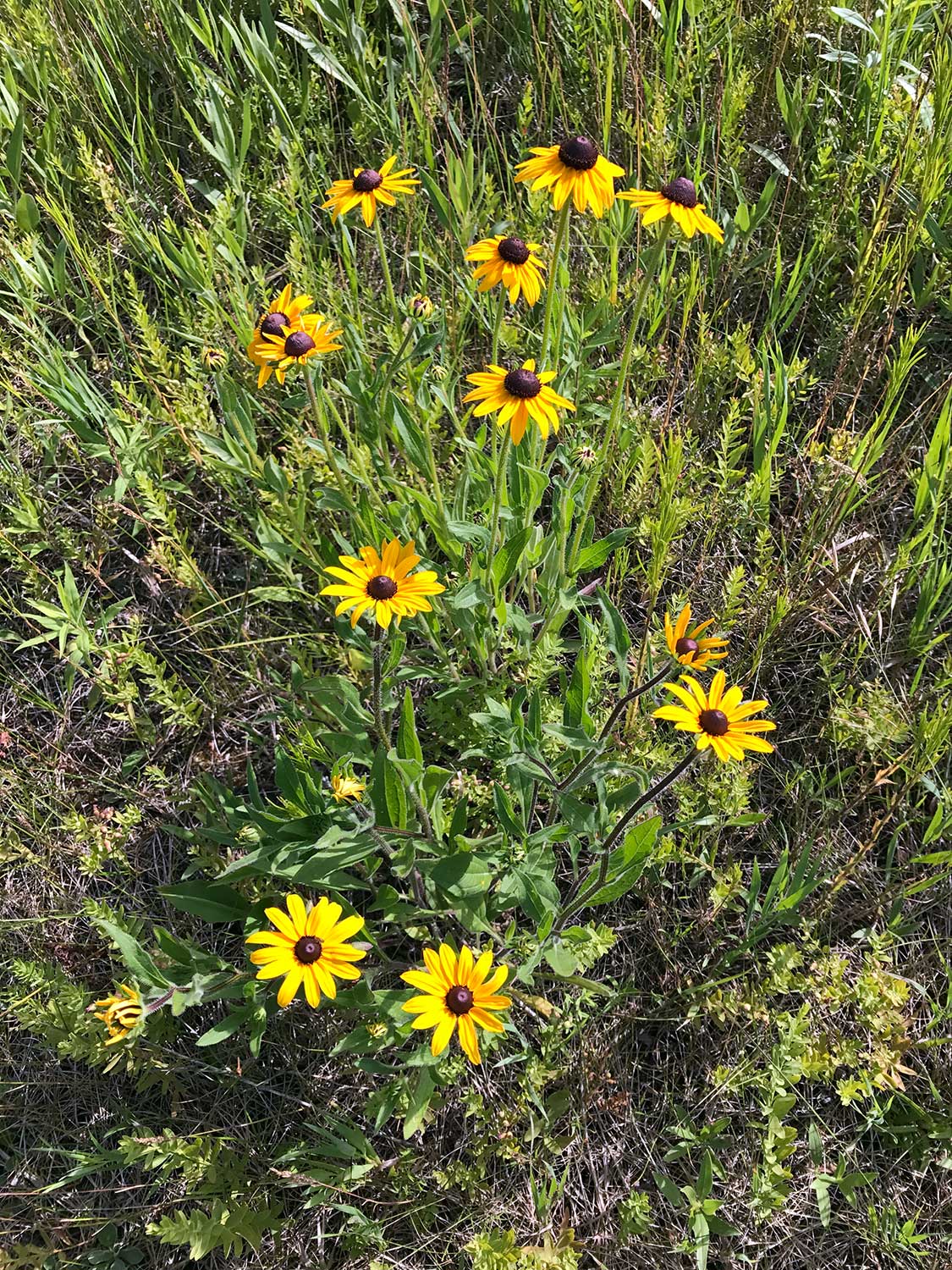 Brown-Eyed Susan – Rudbeckia triloba